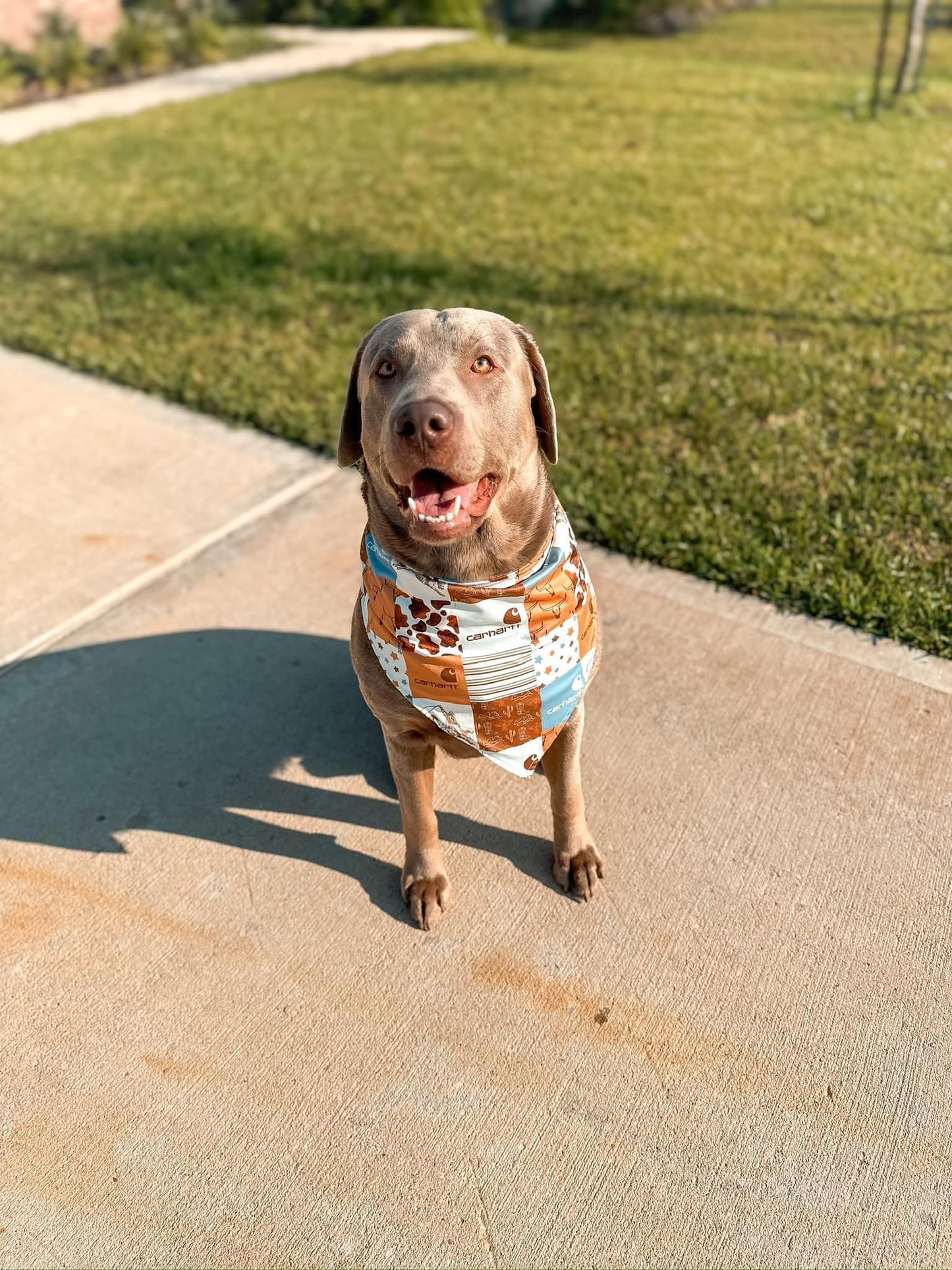 Western Dogs Cute Cactus Bandanas preorder(moq 5)